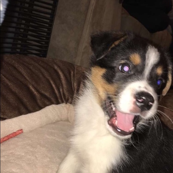 Meet your Posher, Alexa - Picture 1 of 1